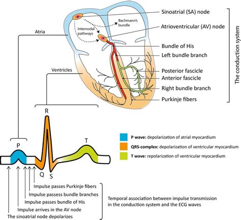 Cardiac electrophysiology and ECG interpretation.
